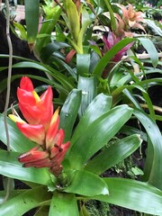 Obraz premium red and yellow flower