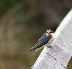 A dainty  colorful delightful  little welcome swallow hirundo neoxena  a passerine bird perching on a wooden rail in afternoon sunshine in summer is inquisitive and shy.