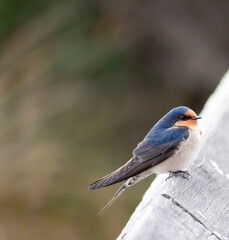 A dainty  colorful delightful  little welcome swallow hirundo neoxena  a passerine bird perching on a wooden rail in afternoon sunshine in summer is inquisitive and shy.