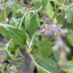 Native Thyme Prostanthera Incisa