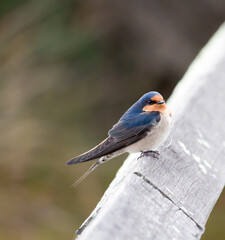 A dainty  colorful delightful  little welcome swallow hirundo neoxena  a passerine bird perching on a wooden rail in afternoon sunshine in summer is inquisitive and shy.