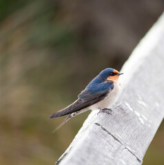 A dainty  colorful delightful  little welcome swallow hirundo neoxena  a passerine bird perching on a wooden rail in afternoon sunshine in summer is inquisitive and shy.