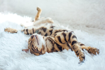 Little Bengal kitty laying on the white background.