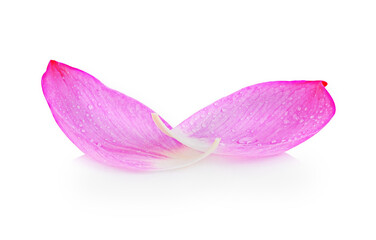  lotus isolated on white background