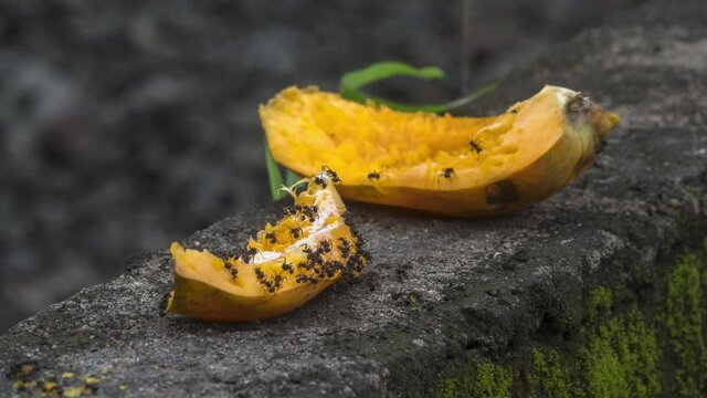 ant-eating fruit time laps rain part two