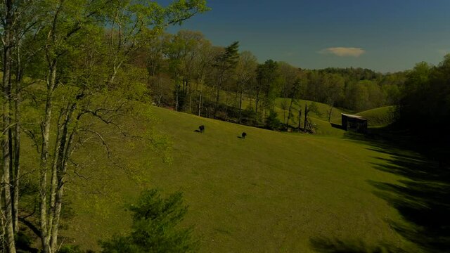 Cows in a pasture on a farm with acres next to a mountain. Green grass with shadows of a tree. Cow eating grass in a herd. Drone shot pulling back down hill.