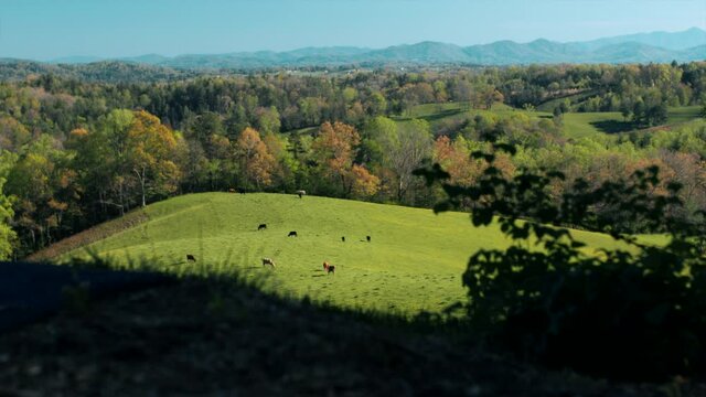 Steady shot of cows in a pasture on a farm with acres next to a mountain. Green grass with shadows of a tree. Cow eating grass in a herd. Drone shot of hill.