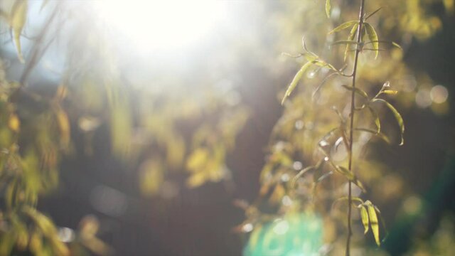 Willow Tree Branches swinging in the wind. Nature and sunshine. Sun Shining through Hanging Branches and Swaying.