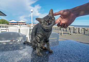 relationship between owner and pet - owner play with his cat