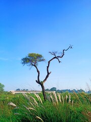 tree in the field