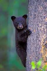 Cute black bear in the woods, climbing large pine tree,  looking, curious.