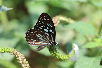 butterfly on a flower,butterfly, insect, nature, flower, monarch, macro, garden, beautiful, animal, green, wings, wing, black, orange, summer, beauty, white, fly, colorful, spring, flowers