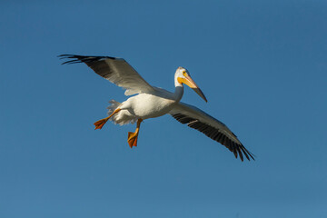 American white pelican in flight