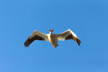 American white pelican in flight