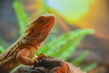 bearded dragon lizard
