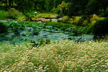 Obraz na płótnie Canvas White and Yellow flowers ,Field chamomiles flowers