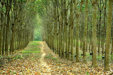 Obraz premium path in the woods