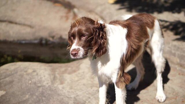 Spaniel showing off on the river bank.