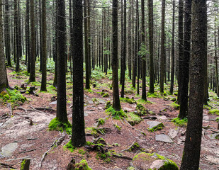 Chinese Larix principis-rupprechtii on Luya Mountian, Ningwu, Xinzhou, Shanxi, China.