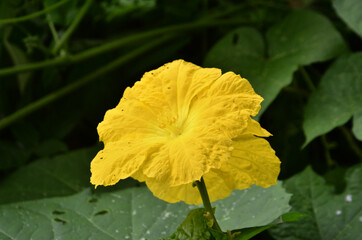 Beautiful Yellow Flower in Green Leaf