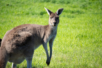 A furry Western Grey kangaroo macropus fuliginosus grazing in the green grassy field near Australind ,Western Australia on a cloudy afternoon in spring is also a popular Australian icon. © allymoon
