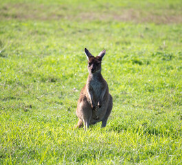 A furry Western Grey kangaroo macropus fuliginosus grazing in the green grassy field near Australind ,Western Australia on a cloudy afternoon in spring is also a popular Australian icon.
