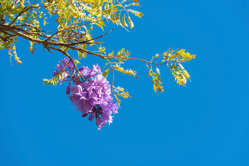 Jacaranda tree of the Bignoniaceae family in bloom with its purple flowers, concept of spring and...