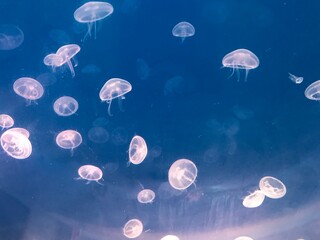 jellyfish in blue water