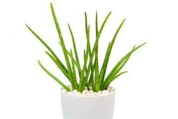 Aloe vera in white pots isolated on white background.