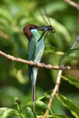 Blue throated bee eater