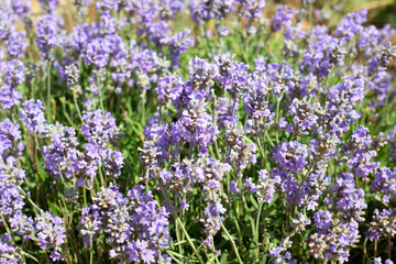  Natural blurred background from lavender flowers.