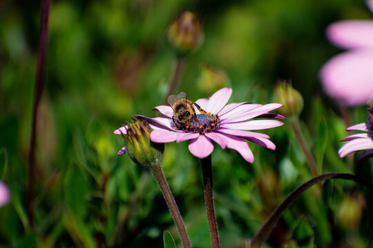 bee, flowe,r flor, abeja