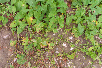 Fototapeta premium A thicket of bindweed on the old ruined, sand-covered, concrete blind area of the building. Narrow focus.