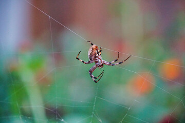 large spider hanging on web from hind legs