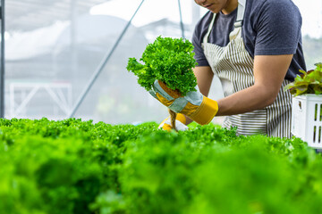 farmer ware agricultural gloves keep vegetable at hydroponic farm and observing growth vegetable...