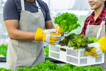 farmer ware agricultural gloves keep vegetable at hydroponic farm and observing growth vegetable...