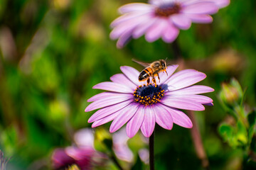 bee, flower, abeja, flor