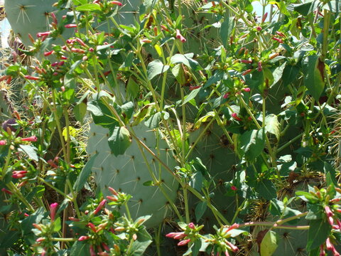 Nopal entre matorrales