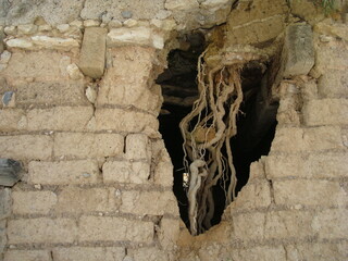 Raíz en techo de casa abandonada de pueblo