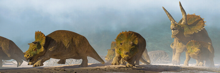 Triceratops horridus family, group of dinosaurs in beautiful landscape