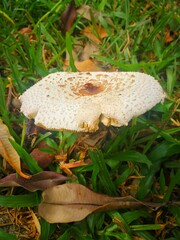 mushrooms in the forest