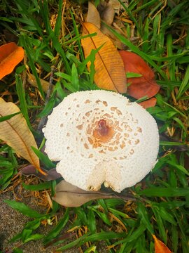 mushroom in the grass