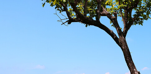View of big trees in the tropical woods southeast Asia with blue sky, green background with copy space.