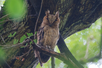 The Collared Scops Owl (Otus lettia) is an owl which is a resident breeder in south Asia from northern Pakistan.