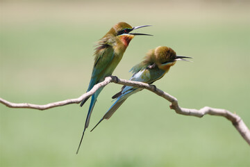 The chestnut-headed bee-eater (Merops leschenaulti) bay-headed bee-eater is a near passerine bird in the bee-eater family Meropidae. It is a resident breeder in the Southeast Asia, including Thailand.
