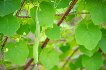 Fresh luffa acutangula or Chinese okra planting in the farm