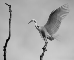 중대백로가 보이는 아름다운 풍경