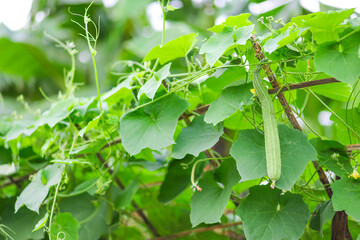 Fresh luffa acutangula or Chinese okra planting in the farm