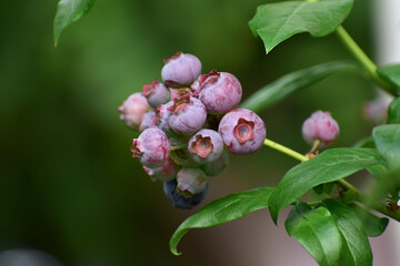 完熟前のブルーベリー