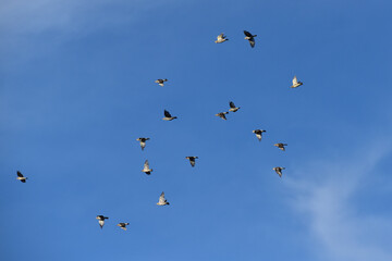 青空を飛ぶアオバトの群れ